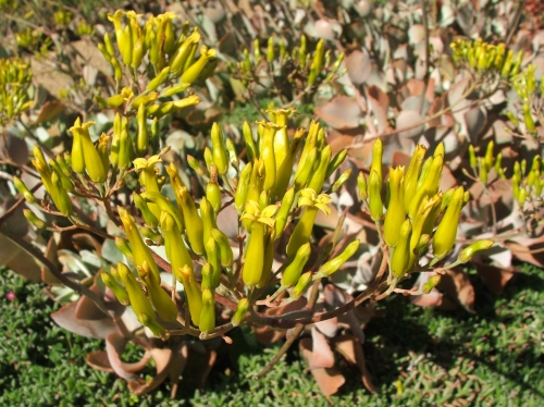 Kalanchoe longiflora in flower